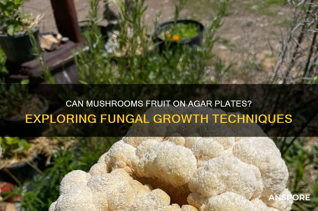 can a mushroom fruit on an agar plate
