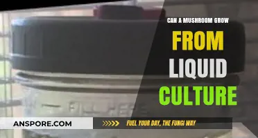 Growing Mushrooms from Liquid Culture: A Comprehensive Guide