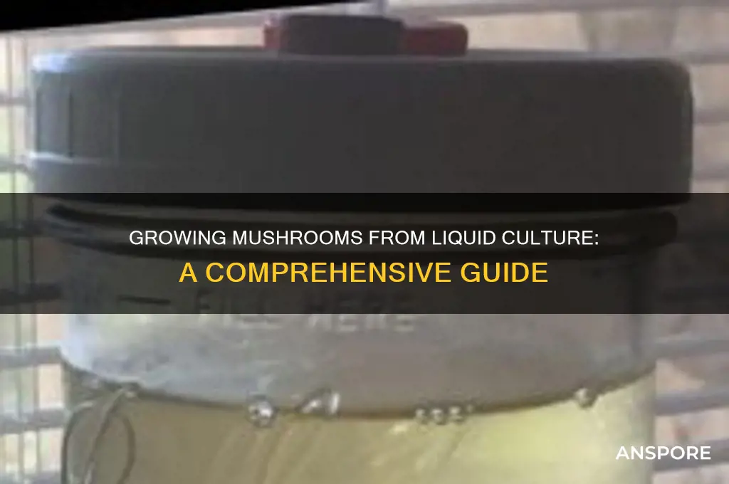 can a mushroom grow from liquid culture