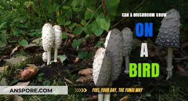 Can Mushrooms Grow on Birds? Exploring Nature's Strange Symbiosis