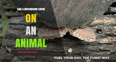 Can Mushrooms Grow on Animals? Exploring Fungal Growth on Living Hosts