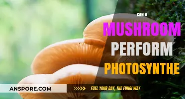 Can Mushrooms Photosynthesize? Unveiling the Truth About Fungal Energy Sources