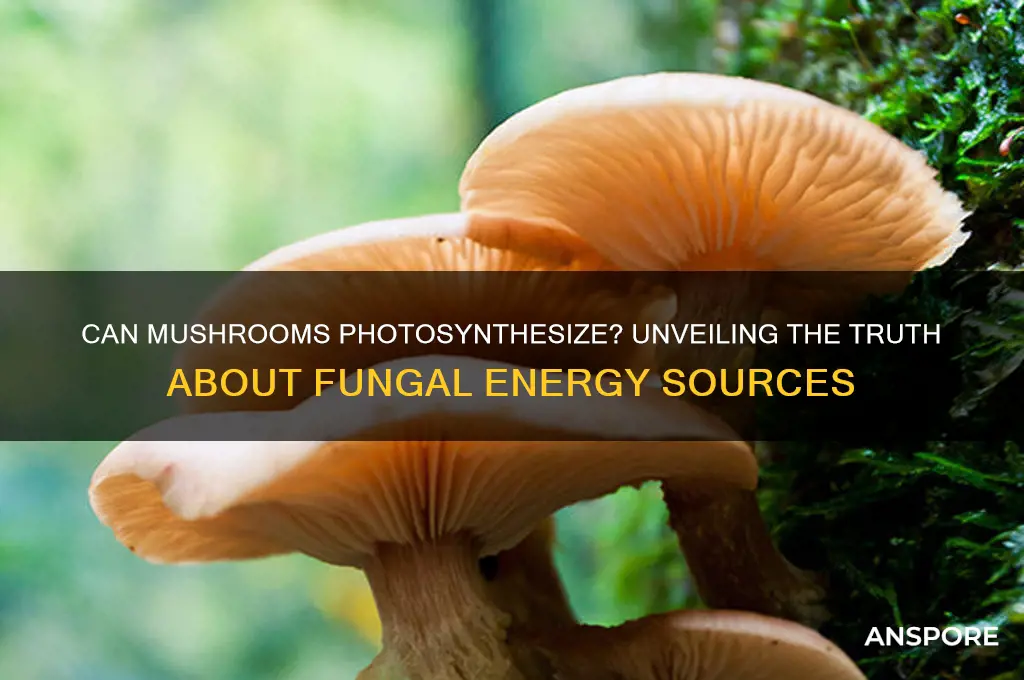 can a mushroom perform photosynthesis