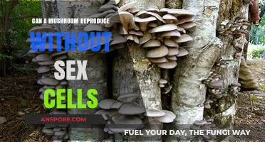 Mushroom Reproduction Mystery: Can They Clone Without Sex Cells?