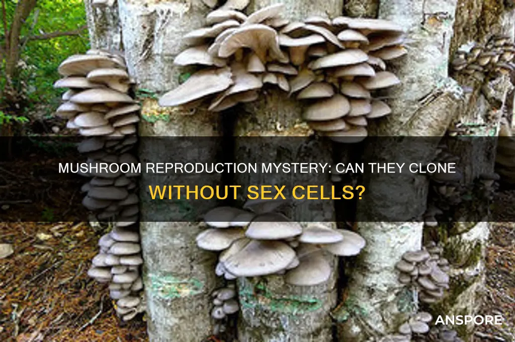 can a mushroom reproduce without sex cells