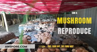 How Do Mushrooms Reproduce? Unveiling Their Unique Life Cycle