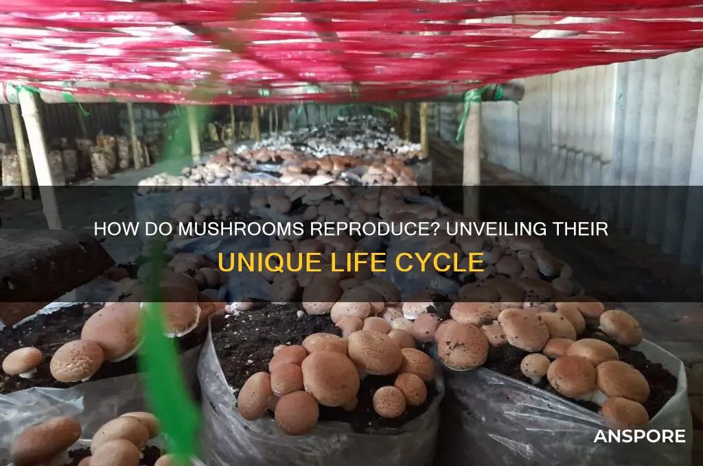 can a mushroom reproduce