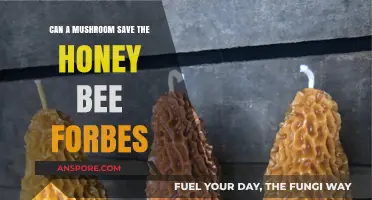 Mushroom's Potential to Save Honey Bees: A Forbes Insight