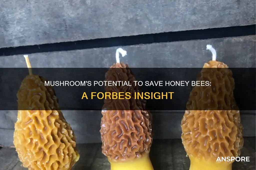 can a mushroom save the honey bee forbes