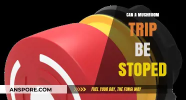 How to Safely Halt a Mushroom Trip: Effective Strategies and Tips