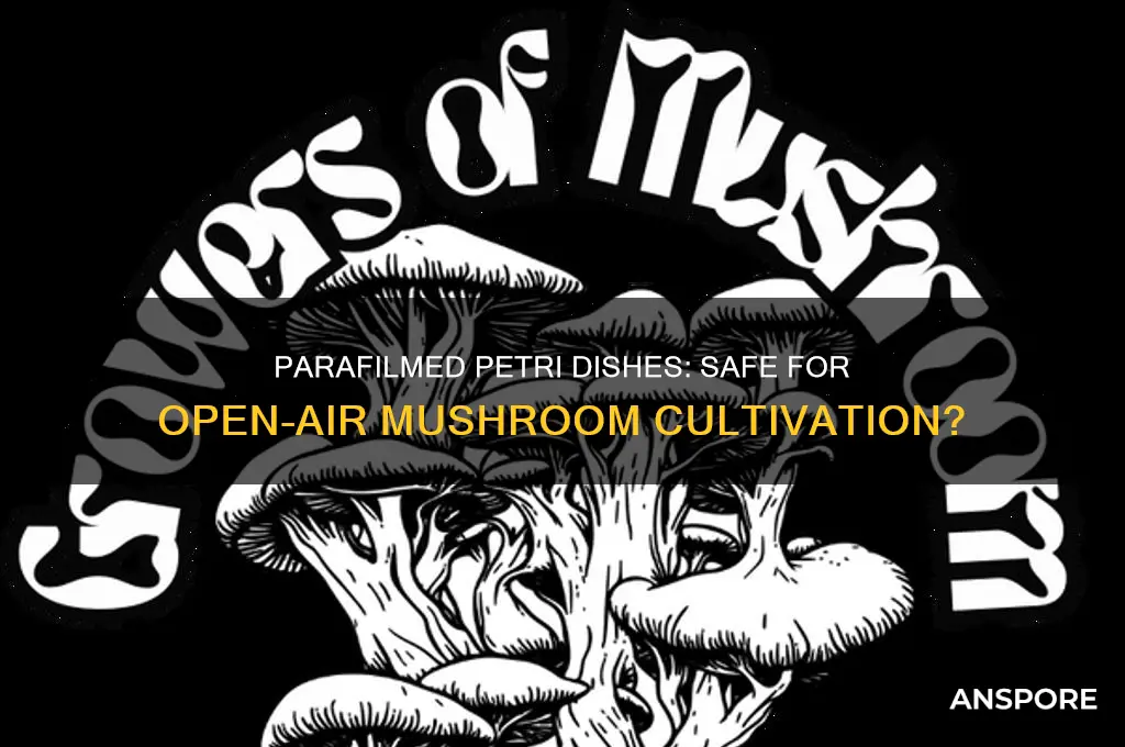 can a parafilmed petri sit out in the open mushrooms