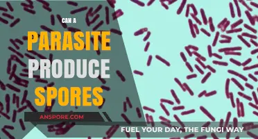 Can Parasites Form Spores? Unveiling the Truth Behind Parasitic Reproduction