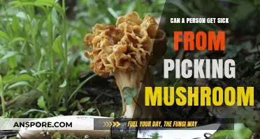 Can You Get Sick from Picking Mushrooms? Risks and Safety Tips