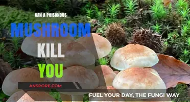 Deadly Fungi: Can Poisonous Mushrooms Be Fatal to Humans?
