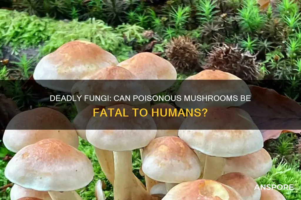 can a poisonous mushroom kill you