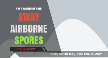 Rainstorms and Airborne Spores: Can Heavy Downpours Cleanse the Air?