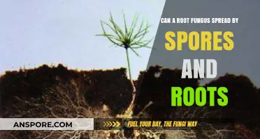 Root Fungus Spread: Spores vs. Roots – Which Dominates Transmission?