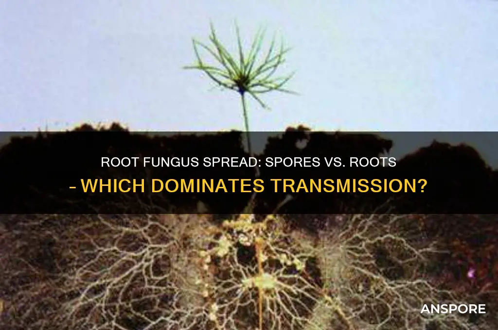 can a root fungus spread by spores and roots