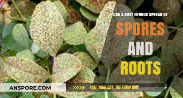 How Rust Fungus Spreads: Spores, Roots, and Preventive Measures