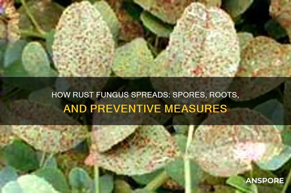 can a rust fungus spread by spores and roots