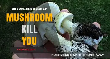 Deadly Death Cap: Can a Tiny Bite Prove Fatal?