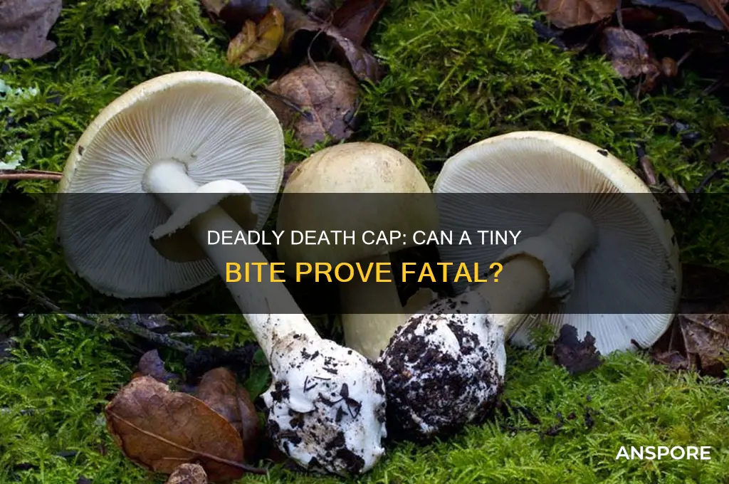 can a small piece of death cap mushroom kill you