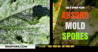 Can Spider Plants Absorb Mold Spores? Uncovering the Truth