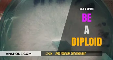 Exploring Diploid Spores: Uncommon but Possible in Certain Fungi?