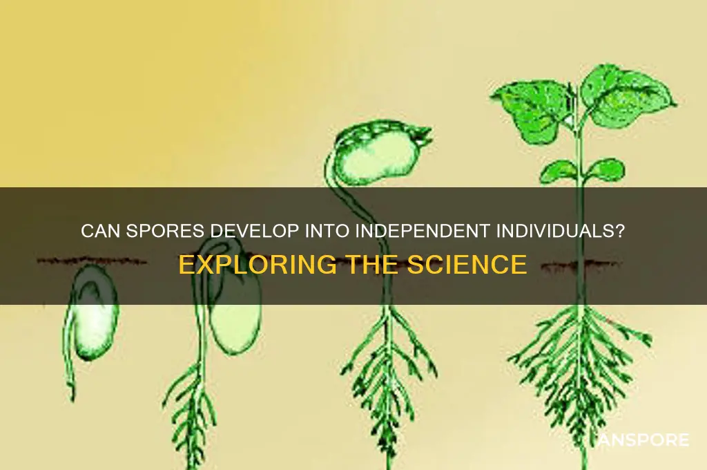 can a spore establish an individual