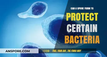 How Spores Shield Bacteria: Survival Strategies in Harsh Environments