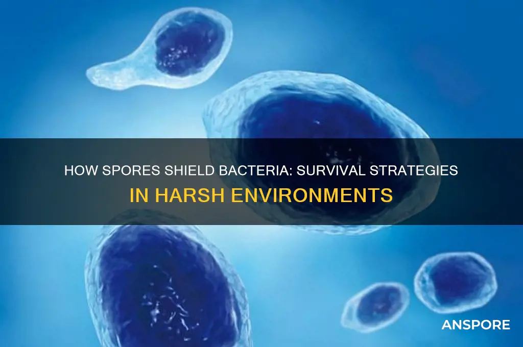 can a spore form to protect certain bacteria