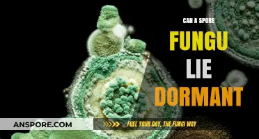 Can Spore Fungi Lie Dormant? Unveiling Their Survival Secrets