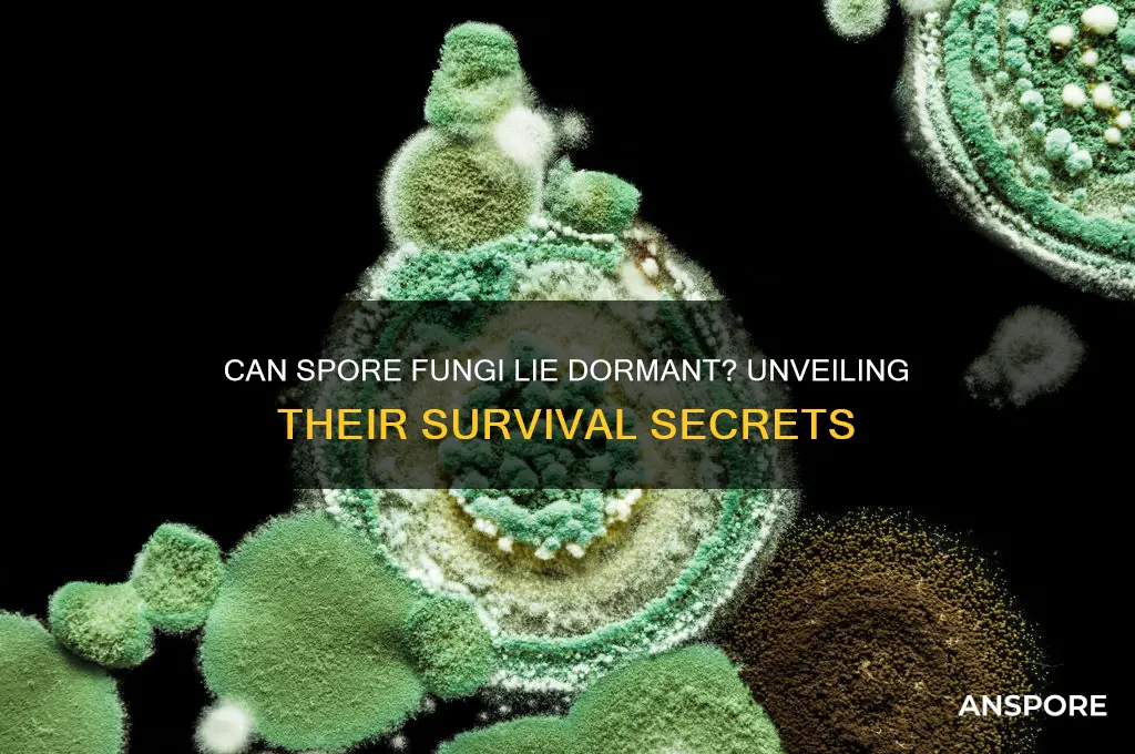 can a spore fungu lie dormant