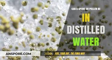 Can Spores or Pollen Survive in Distilled Water? Exploring the Science