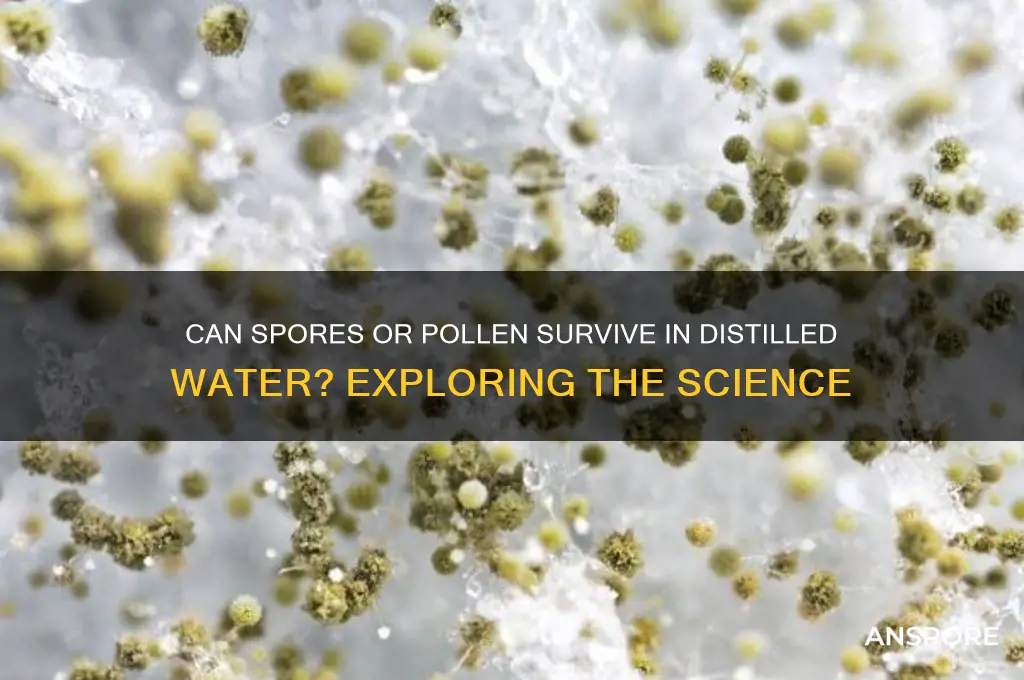 can a spore or pollen be in distilled water