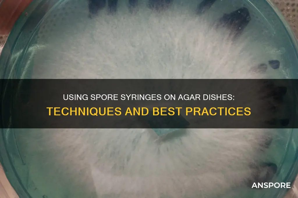 can a spore syringe be used on an agar dish