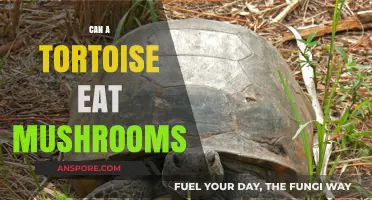 Can Tortoises Safely Eat Mushrooms? A Complete Dietary Guide