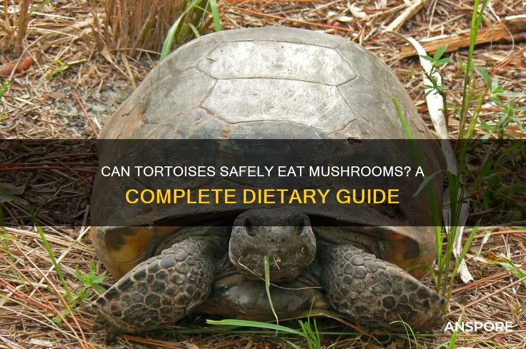 can a tortoise eat mushrooms