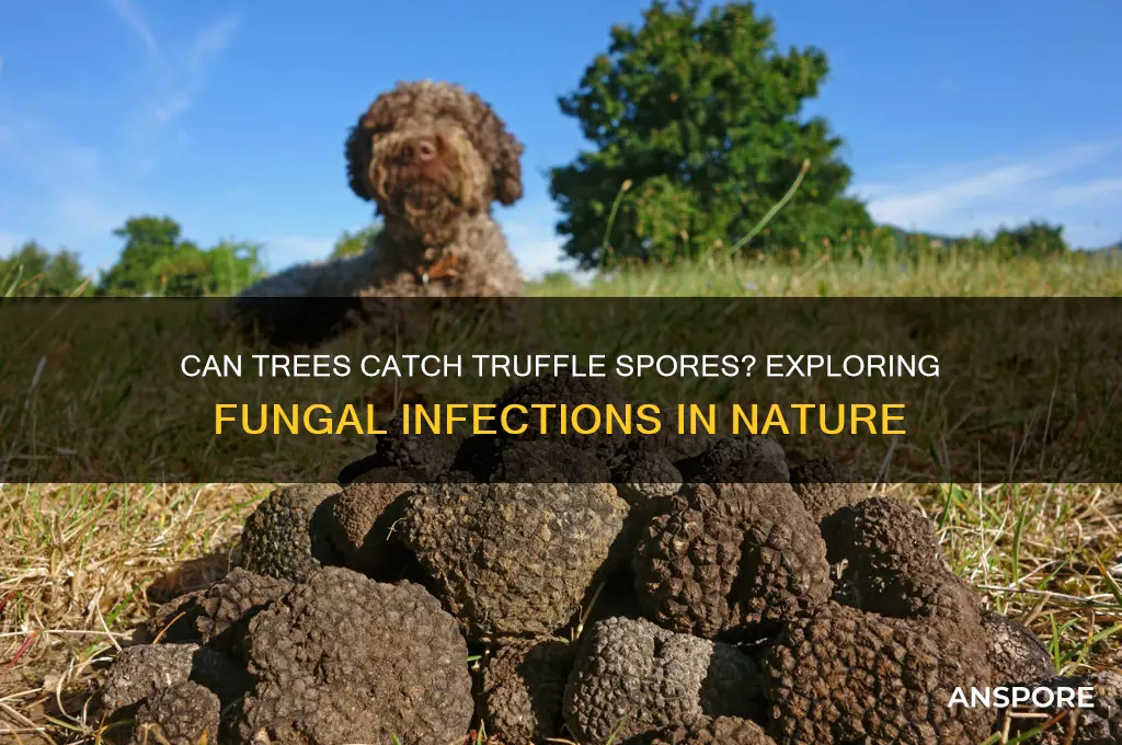 can a tree be infected with truffle spores