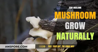 Can Abalone Mushrooms Thrive in the Wild? Exploring Natural Growth