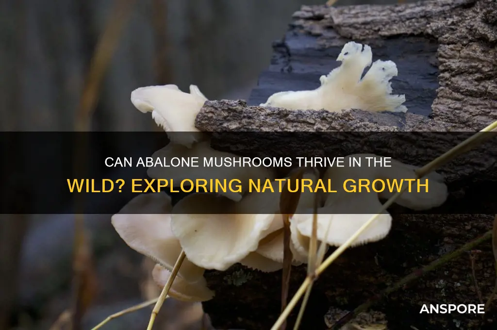 can abalone mushroom grow naturally