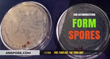 Do Actinobacteria Produce Spores? Unveiling Their Survival Strategies