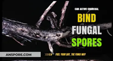 Active Charcoal's Fungal Binding Power: Can It Trap Spores?