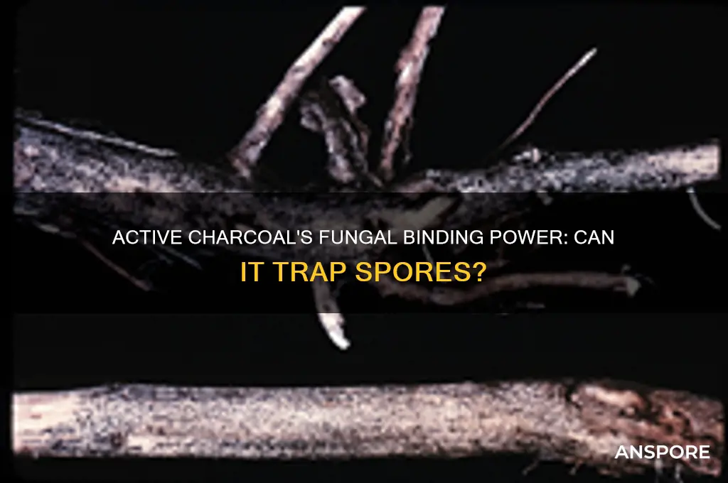 can active charcoal bind fungal spores