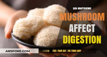 Adaptogenic Mushrooms and Digestion: Unlocking Gut Health Benefits
