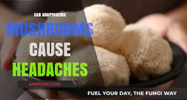 Adaptogenic Mushrooms and Headaches: Unraveling the Potential Side Effects
