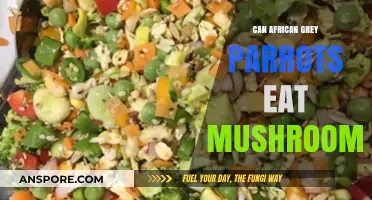 Can African Grey Parrots Safely Eat Mushrooms? A Dietary Guide