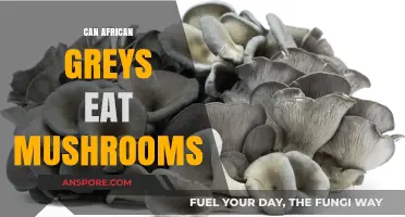 Can African Greys Safely Eat Mushrooms? A Complete Dietary Guide