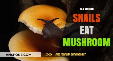 Can African Snails Safely Eat Mushrooms? A Dietary Guide