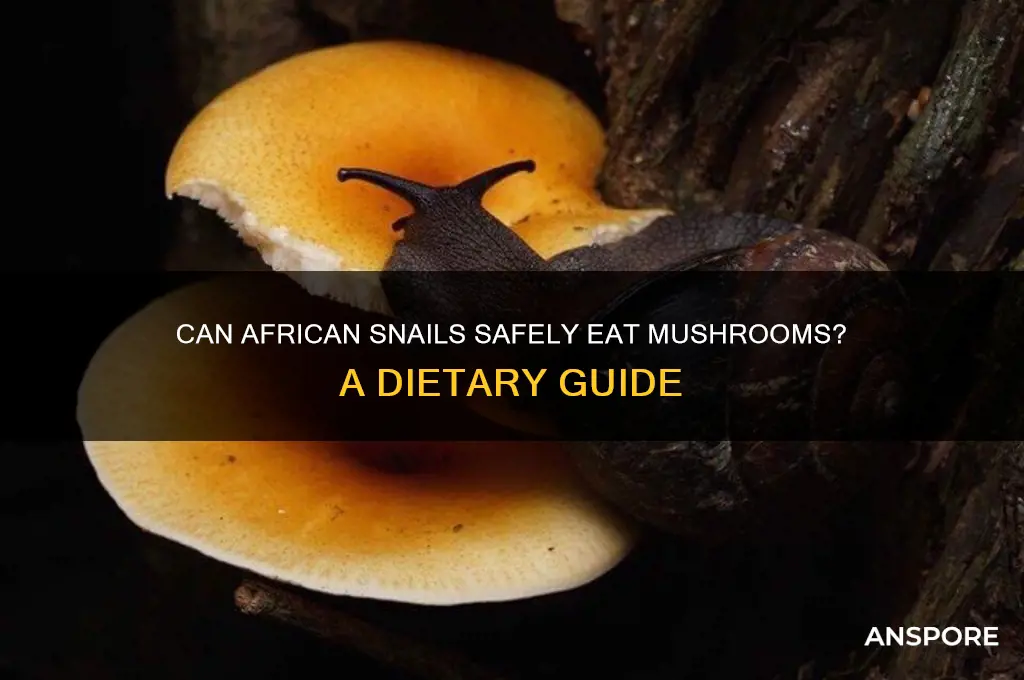 can african snails eat mushrooms